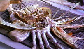 Dissecting the Alien Dissecting the Alien